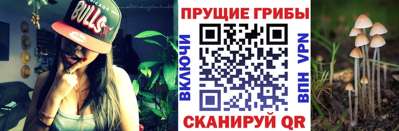 Галлюциногенные грибы MAGIC MUSHROOMS где найти наркотики Димитровград